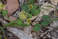 Hydrocotyle laxiflora