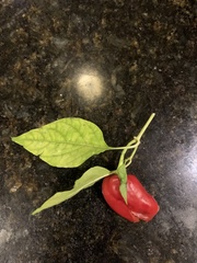 Capsicum chinense