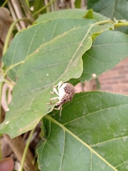 Cydianerus latruncularius