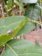 Cydianerus latruncularius