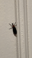 Dilophus serotinus