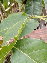 Cydianerus latruncularius