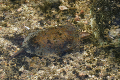 Actinemys marmorata pallida