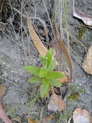 Calceolaria crenata