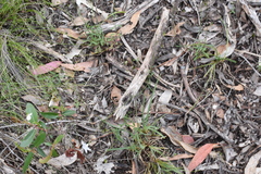 Wahlenbergia stricta