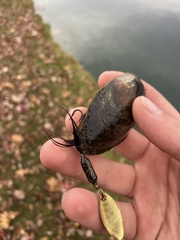 Utterbackia imbecillis