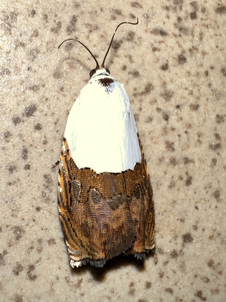 Grapholita niveosa