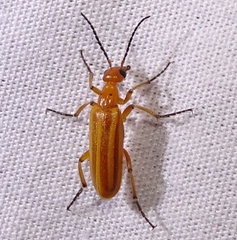 Pyrota bilineata