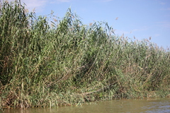 Phragmites australis altissimus
