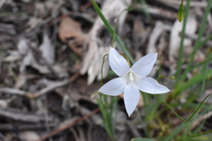 Wahlenbergia stricta