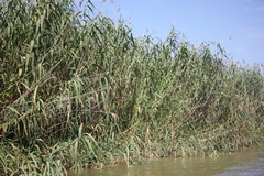 Phragmites australis altissimus