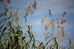 Phragmites australis altissimus