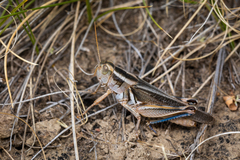 Melanoplus packardii