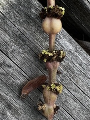 Neolasioptera lycopi