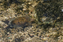 Actinemys marmorata pallida