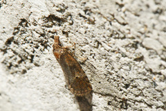Phtheochroa
