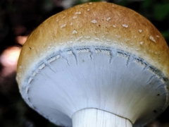 Psilocybe cubensis