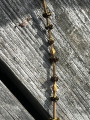 Neolasioptera lycopi