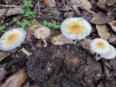 Psilocybe cubensis