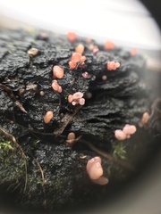 Ascocoryne sarcoides