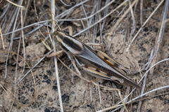 Melanoplus packardii