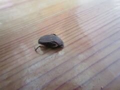 Eurysternus caribaeus