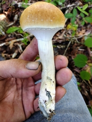 Psilocybe cubensis