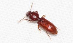 Clivina ypsilon