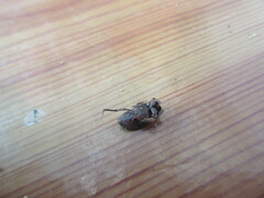 Eurysternus caribaeus