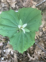 Trillium albidum