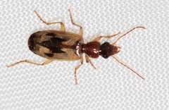 Cymindis andreae
