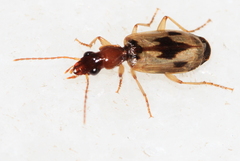 Cymindis andreae