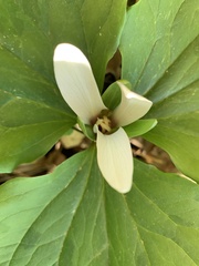 Trillium albidum