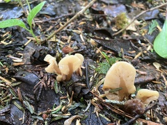 Spathulariopsis velutipes