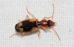 Cymindis andreae