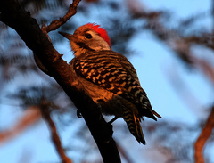 Chloropicus fuscescens