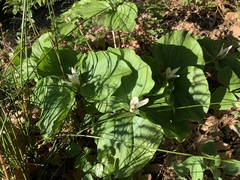 Trillium albidum