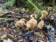 Spathulariopsis velutipes