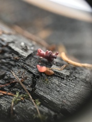 Ascocoryne sarcoides