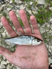 Luxilus chrysocephalus