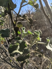 Malacothamnus davidsonii