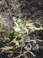 Malacothamnus davidsonii