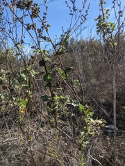 Malacothamnus davidsonii