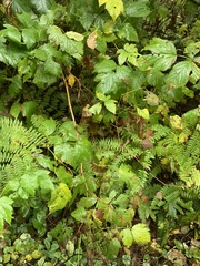 Macrocystidia cucumis