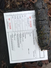 Ascocoryne sarcoides