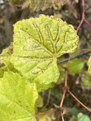 Phyllocnistis vitegenella