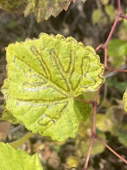 Phyllocnistis vitegenella