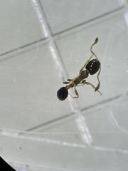 Monomorium floricola