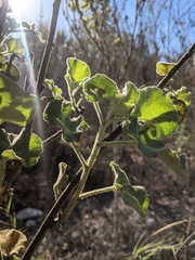 Malacothamnus davidsonii