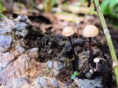 Poronia pileiformis